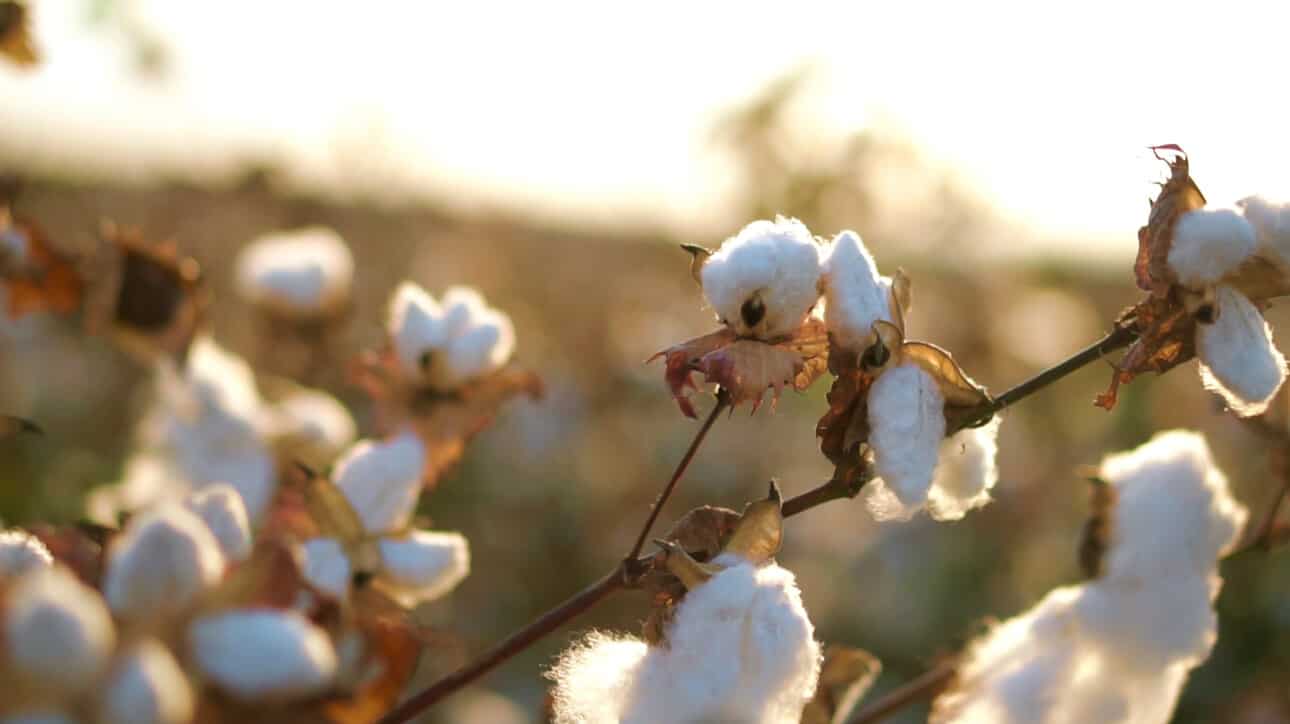 The Vital Role of Cotton Understanding Its Importance and Salharo’s Commitment to Excellence